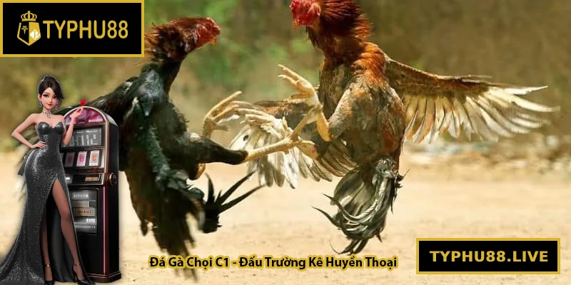 Đá Gà Chọi C1 – Đỉnh Cao Đấu Trường Kê Huyền Thoại