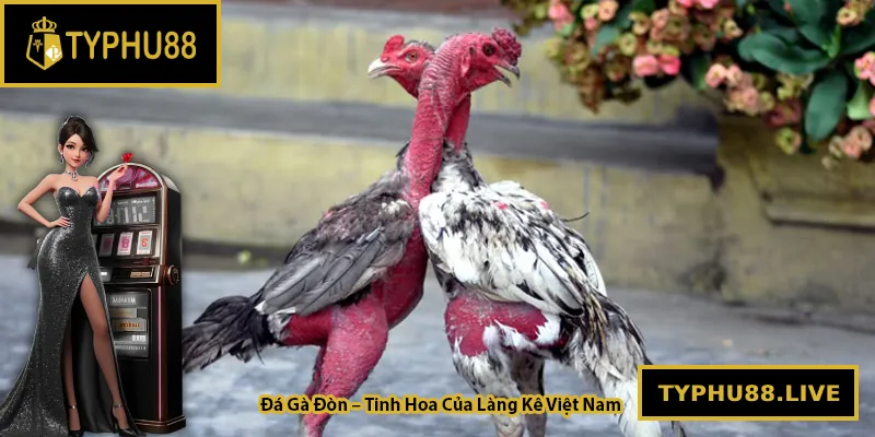 Đá Gà Đòn – Tinh Hoa Của Làng Kê Việt Nam