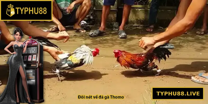 Đôi nét về đá gà Thomo