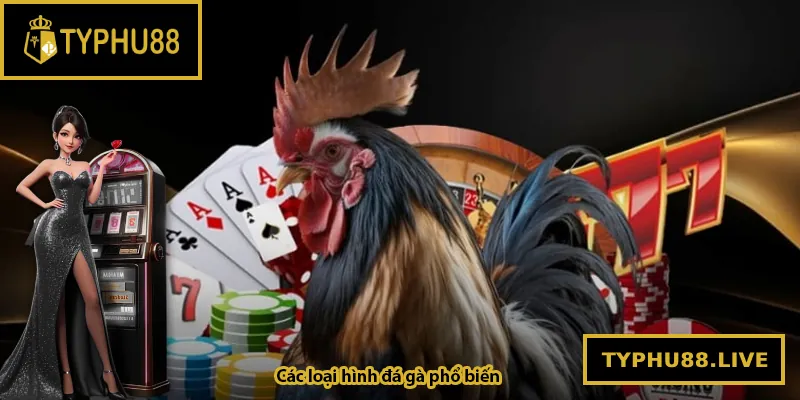 Giới thiệu về các loại hình đá gà tại Typhu88