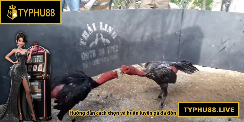 Hướng dẫn cách chọn và huấn luyện gà đá đòn