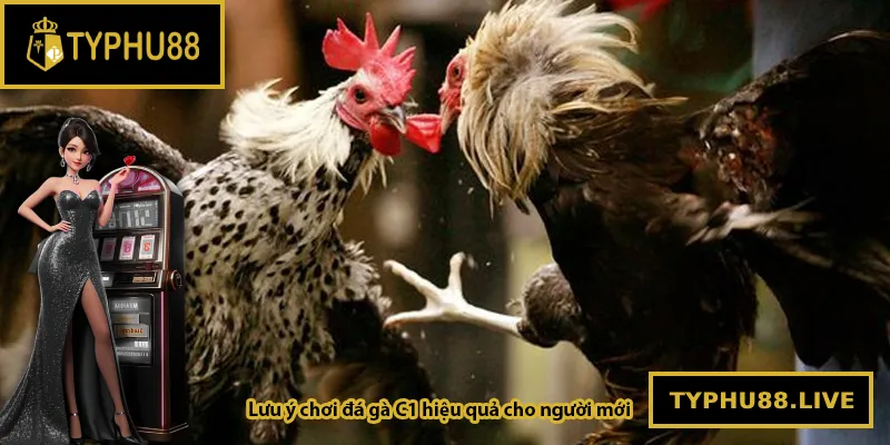 Lưu ý chơi đá gà C1 hiệu quả cho người mới
