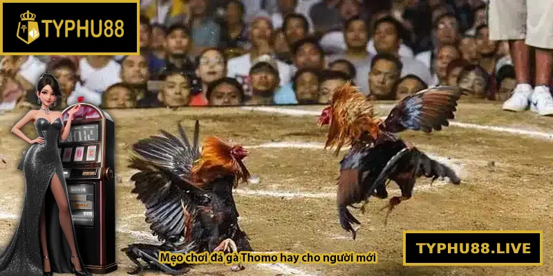 Mẹo chơi đá gà Thomo hay cho người mới