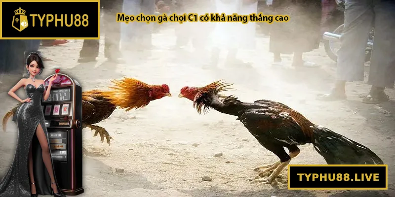 Mẹo chọn gà chọi C1 có khả năng thắng cao