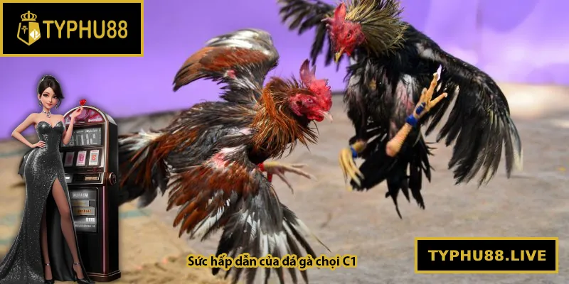 Sức hấp dẫn của đá gà chọi C1